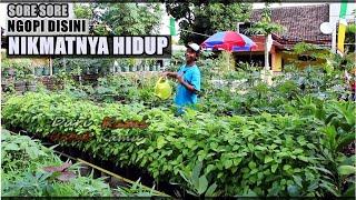 Surganya Kebun Sayur ada disini