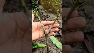 Easy Technique How to Grafting Mango Tree From Cutting #shorts #youtubeshorts #mangografting