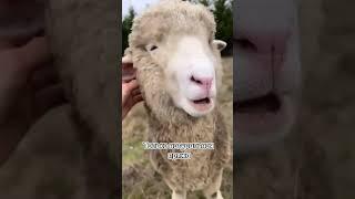 Натуральная пряжа и искренние отношения #вязание #пряжа #магазинпряжи #вяжу