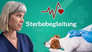  Sterbebegleitung (Sterbeprozess ausführlich erklärt) // Ganzheitliche Tiergesundheit