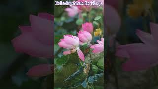 Ultimate Healing Sleep Meditation Music | Relaxing Sounds for Deep Rest #mmusic#smusic#shorts
