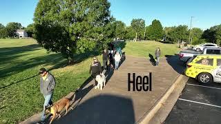 Dog Training Heel | Tip Top K9