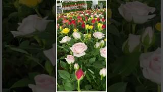 Beautiful rose garden full of colors. #share #subscribe #comment #shorts #nqe