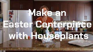 Make an Easter Centerpiece with Houseplants