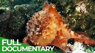 The Big Blue - Ocean Stories from Down Under | Episode 5 | Free Documentary Nature