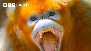 Monkeys Battle Over Pinecones | A Perfect Planet | 4K UHD | BBC Earth