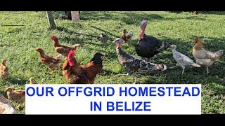 OFF GRID LIVING IN BELIZE/ We made our dream a reality/ December is when everything comes to life!