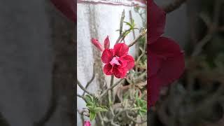 Adenium Plant