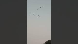 very very nice birds fly short video.