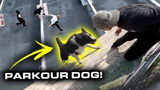 PARKOUR DOG is BETTER THAN YOU! 