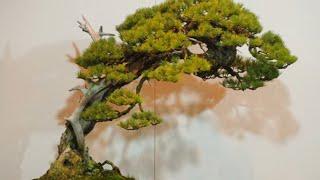 Exhibition Japanese Bonsai tree part 3 || vtv bonsai thieu hau