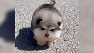 cute fluffy puppy too fat to walk smallest dog