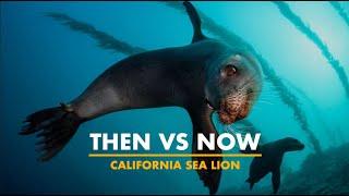 #MMPA50: California Sea Lion | Then vs. Now