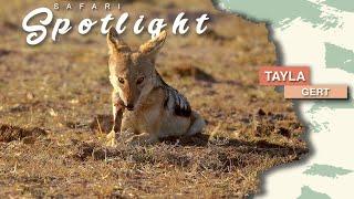 Warthogs and rhinos warming up to greet the Waterberg - Safari Spotlight #34