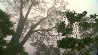 Native Hawaiian Forest: Source of the Waters of Life