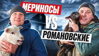 Мериносы vs Романовские овцы: что выгоднее разводить на ферме   #МоеПодворье