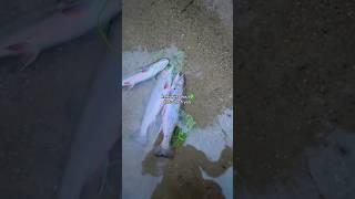 Release trout into my BELLY! #fishing #shorts