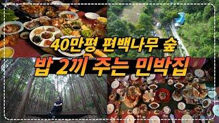 충북 영동ㅣ화려한 동서양 음식을 맛 볼 수 있는 40만평 편백나무 숲에서 숙박 +  2끼 식사 + 숲체험까지 가능한 민박집