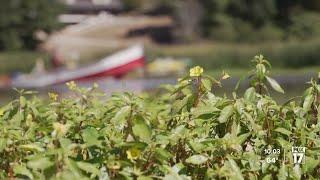 'Please report it': EGLE surveys Macatawa River for invasive aquatic plant