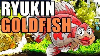 Ryukin Goldfish | Ryukin Goldfish Info and Care | Fancy Goldfish