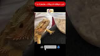 اغرب مواقف للحيوانات هتبهرك ج20