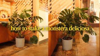 Step by Step Guide to Staking A Monstera Deliciosa