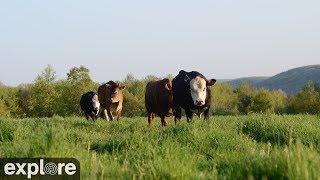 Cattle Pasture Panorama at Farm Sanctuary powered by EXPLORE.org