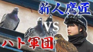 【タカとハトの激闘】新人女性鷹匠が挑む大舞台　“追い払い”に密着