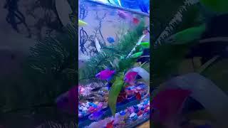 GLOWFISH #ikanhias #glowfish #akuariummini