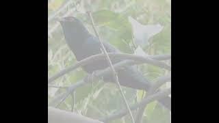 Beautiful Birds Vice in Nature ,Piano calm ,Mind Relaxation Music #meditation_music #innerpease