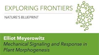 Elliot Meyerowitz | Mechanical Signaling and Response in Plant Morphogenesis