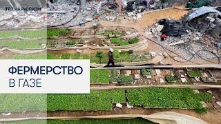 Палестинец хочет возродить фермерство в разрушенной войной Газе