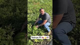 Кавун гігант Тейтум F1 Innova Seeds  #інноваукраїна #арбуз #кавун #watermelon #фермери #агро