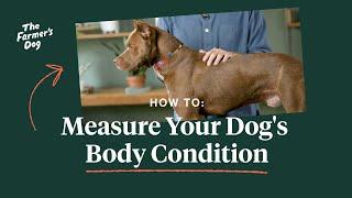 How to Measure Your Dog's Body Condition