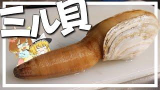 【料理 #16】よっしいは白ミル貝を捌きたい　【ゆっくり実況】