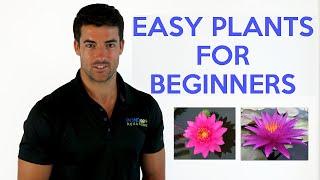 Easy Pond Plants for Beginners with Pond Megastore