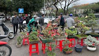 BONSAI MINI RẺ NHẤT THỦ ĐÔ - SÔI ĐỘNG CHỢ PHIÊN VẠN PHÚC HÀ ĐÔNG, BÁO GIÁ CÂY CẢNH