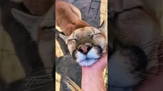 Big Cat Chin Scratches & Boops! AMAZING