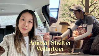 animal shelter vlog. what it’s really like to volunteer at a shelter | cat socializing