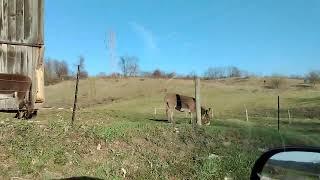 Farm, Barns and Donkeys