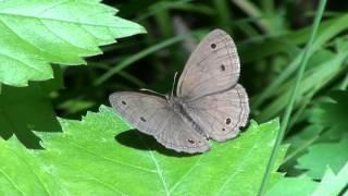 Little Wood Satyr Butterfly (Nymphalidae: Megisto cymela) Sunning