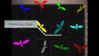 🟢 Phenotyping Tomato Seedlings 🪴