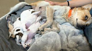 Dog found in wrecked bus suprises shelter with puppies  (LIVE )