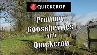 Pruning Gooseberries with Quickcrop