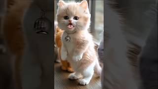 cute kitten #cat #shorts