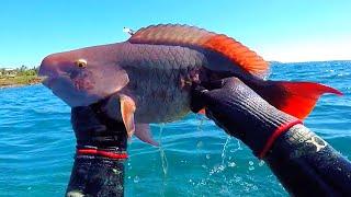 Spearing Parrotfish On The Toughest Hawaiian Island (Catch and Cook)