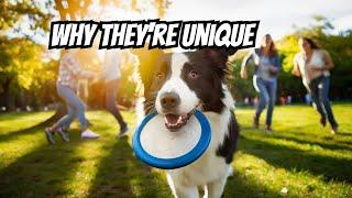 Why Border Collies Are the Smartest Dogs | Pawsitive Personals