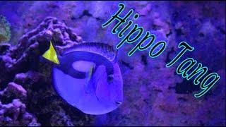 Blue Tang Care Guide