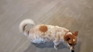 Henna tries out the new basement carpet.