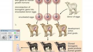 Biotechnology Notes